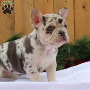 Cookie, Frenchton Puppy